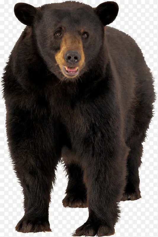 大黑熊