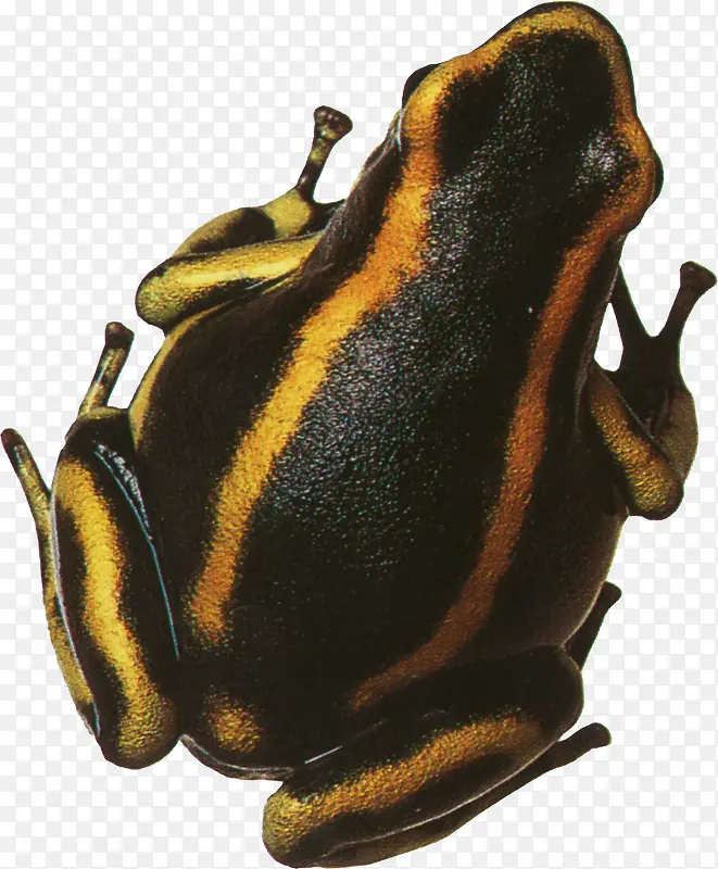 黑色黄杠青蛙