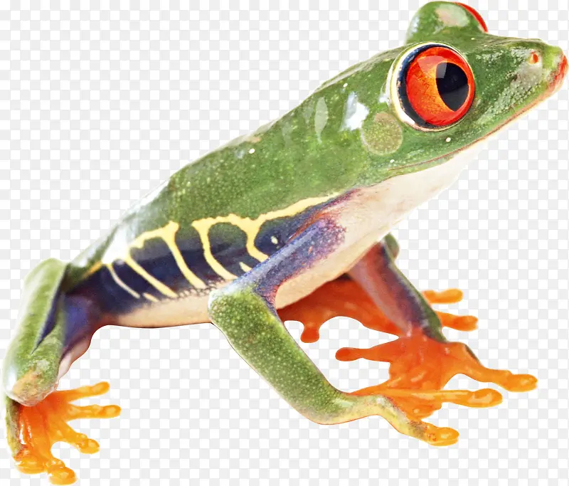 绿色的树蛙小动物