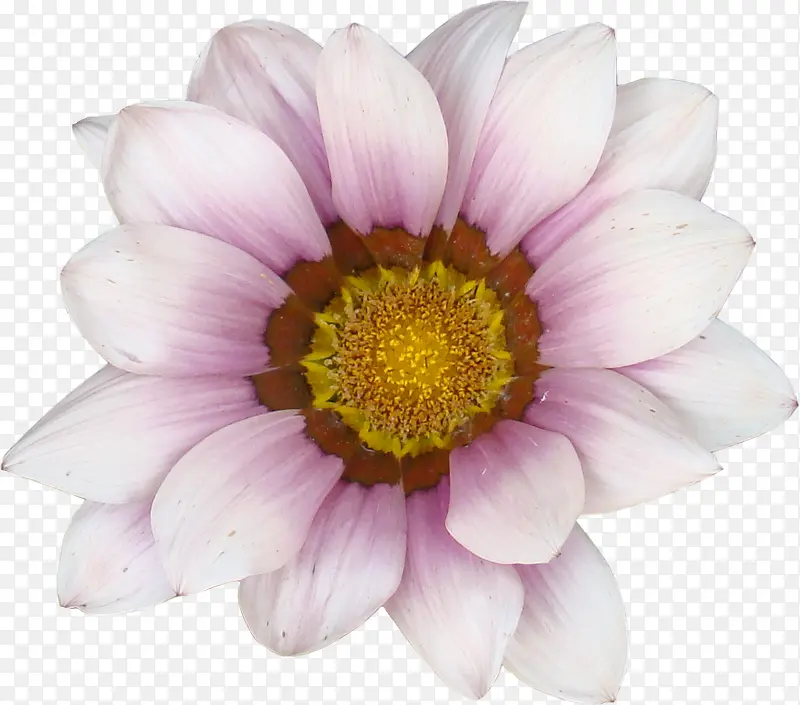 唯美鲜花图片素材  粉色太阳花