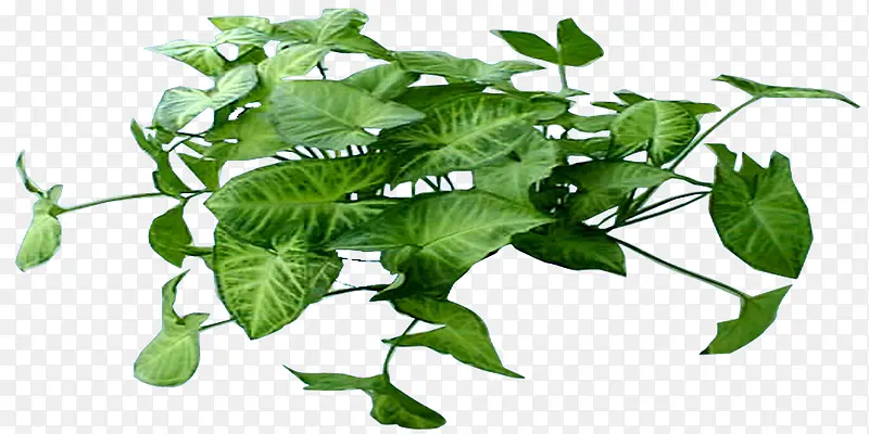绿叶PNG免抠透明背景鲜花树木植物