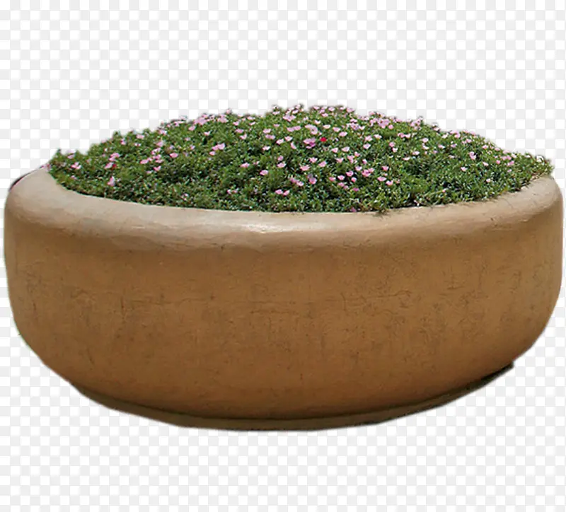 石缸中的绿色植物和花