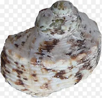 海螺形状海底沙滩海螺