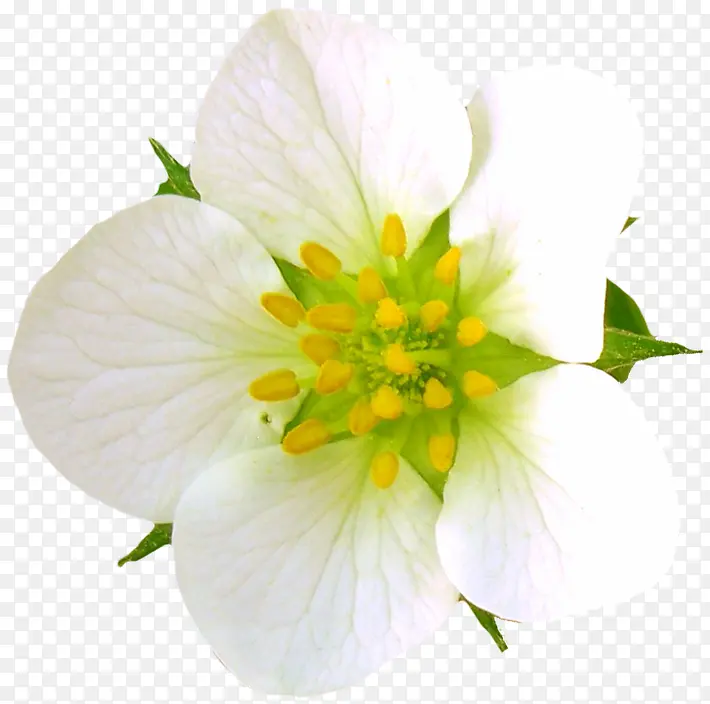 鲜花 白花