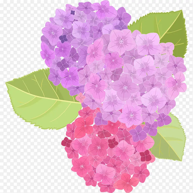 清新唯美紫色粉色绣球花