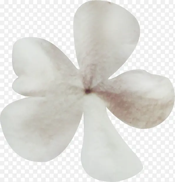 白色兰花瓣