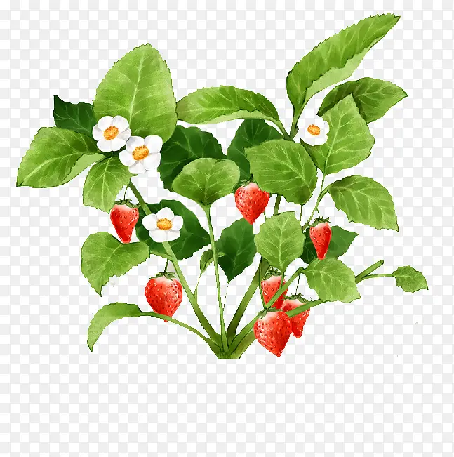 手绘水彩插画新鲜植物草莓与树叶