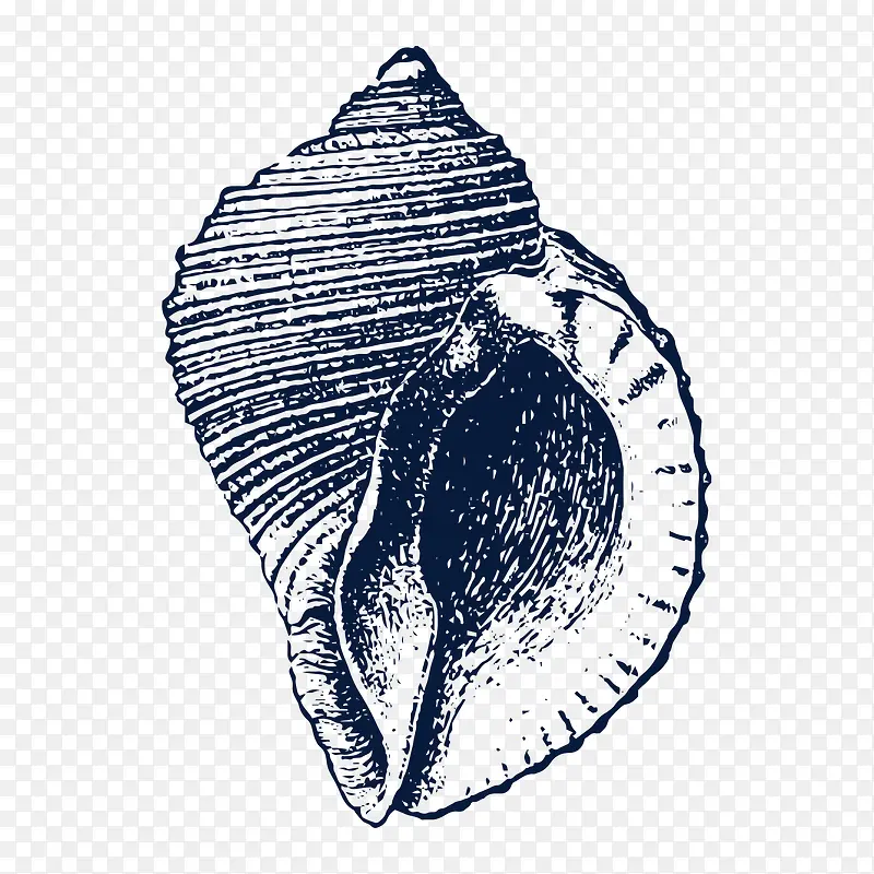 手绘海螺贝壳装饰素描