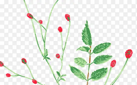 手绘花卉