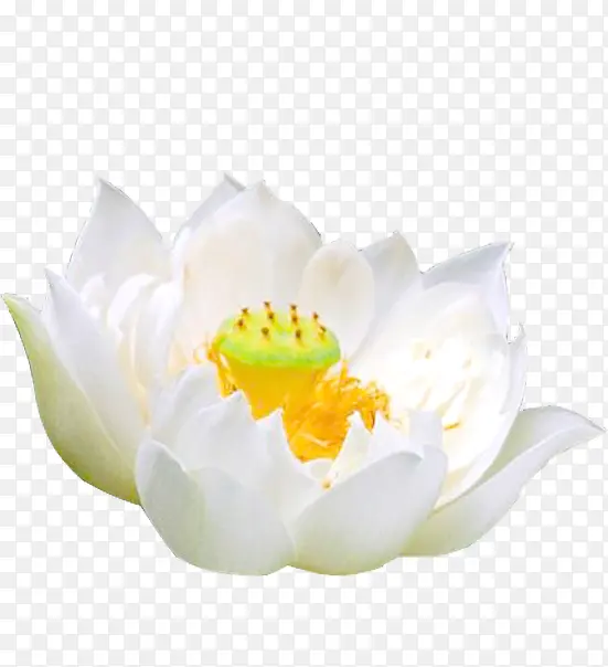 单独的白色睡莲