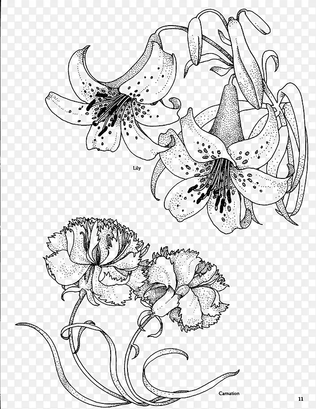 百合花花卉线描