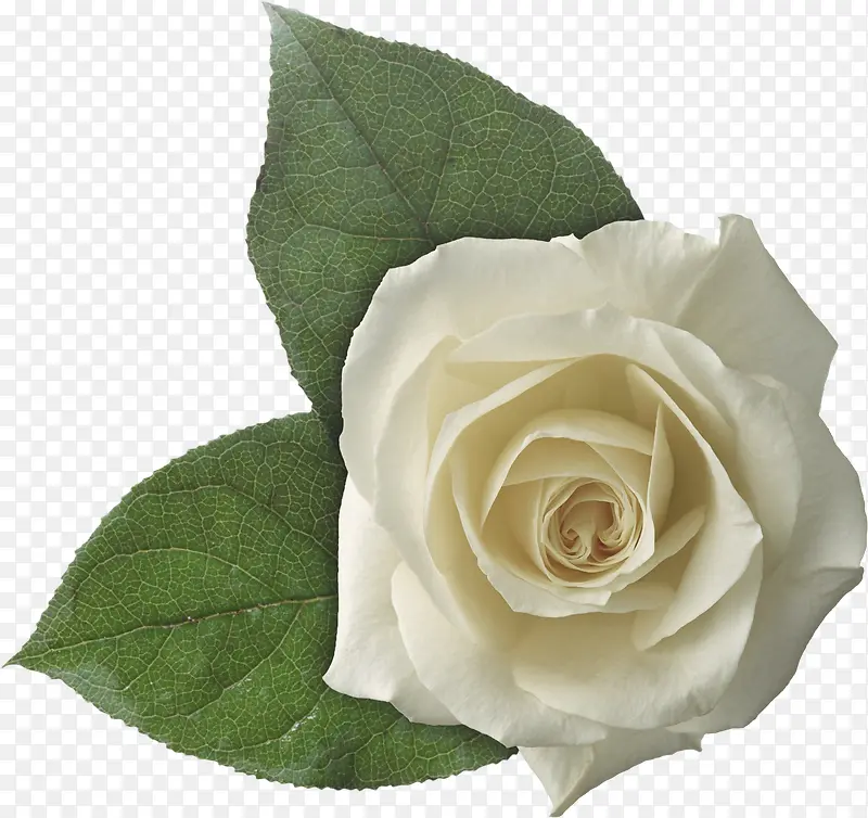 白玫瑰花叶