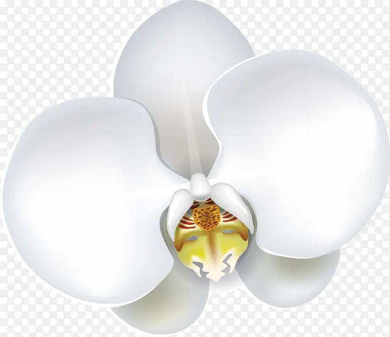 白色玉兰花花朵