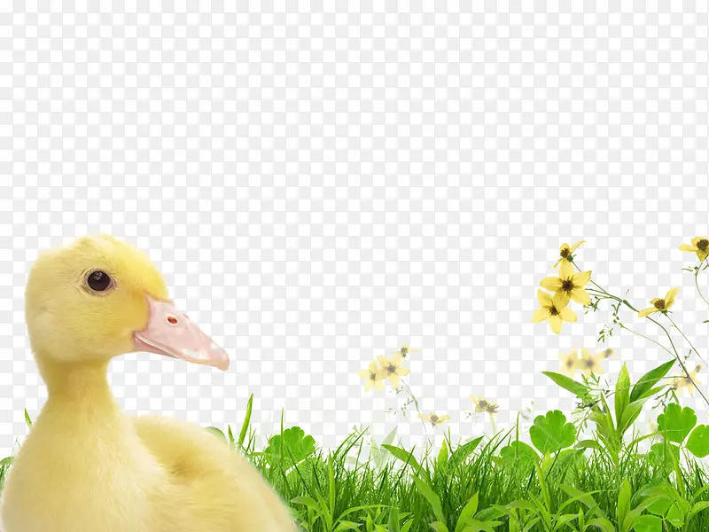 小黄鸭坐在草地上