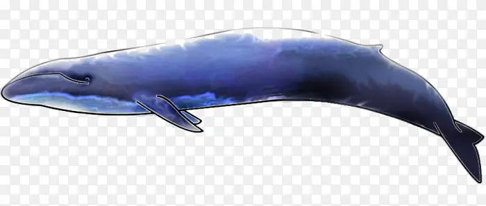 巨型鲸鱼