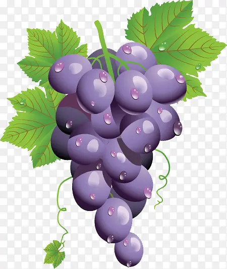 带水珠的紫葡萄