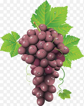 葡萄叶下的带水珠的紫葡萄
