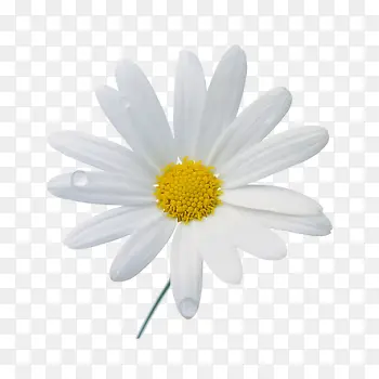 白色单支小雏菊