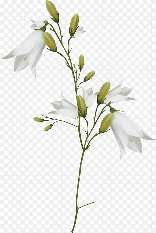 白色百合花花枝