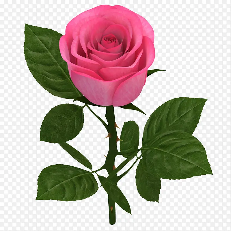 绿叶粉红色盛开单支玫瑰