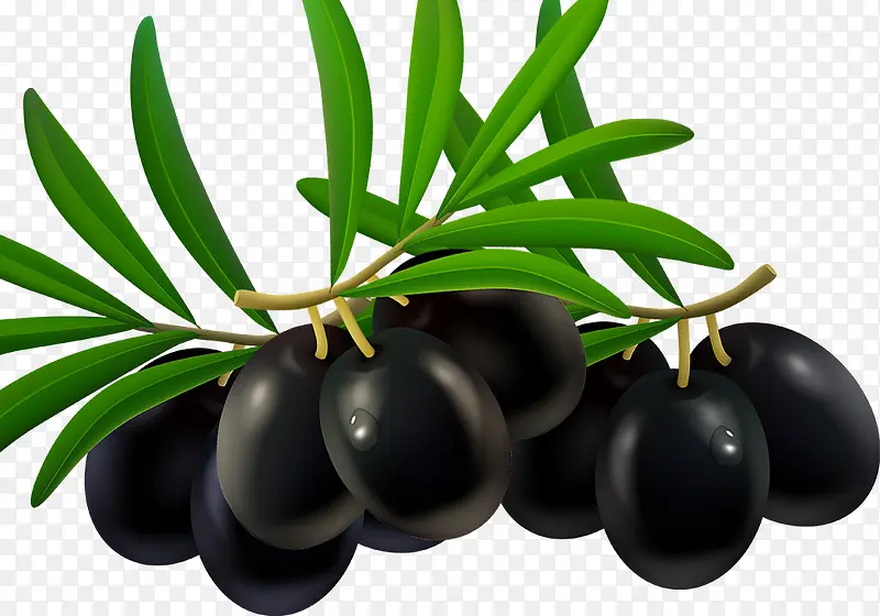 黑紫色带枝叶的橄榄果