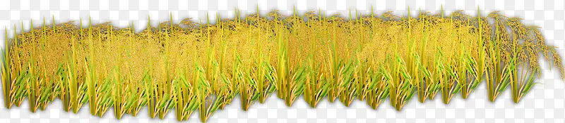 创意合成手绘黄色的小麦稻穗