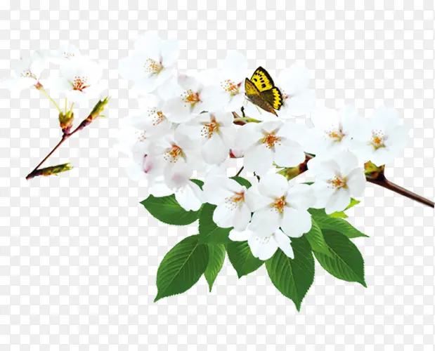 白色樱花上的蝴蝶