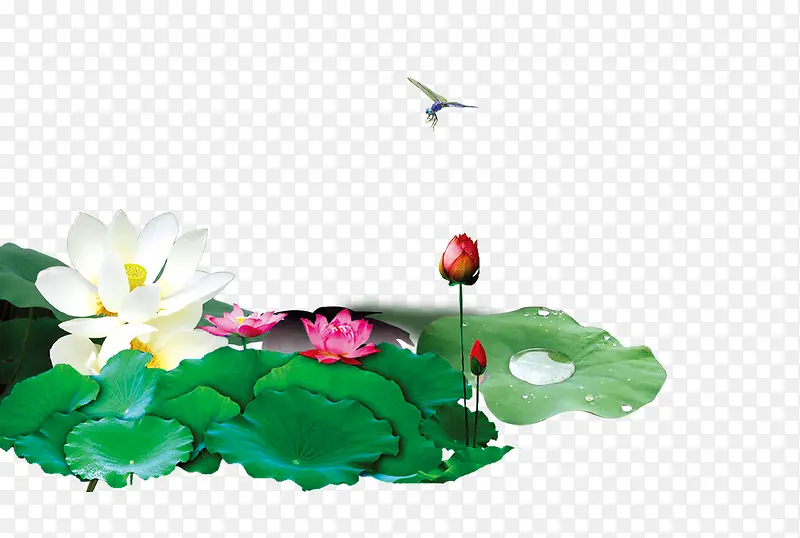 荷花荷塘