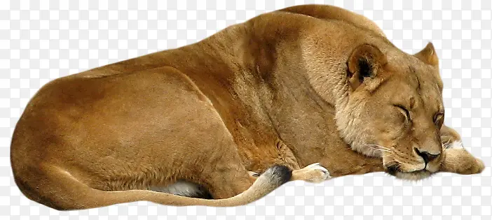 睡觉的黄色母狮子