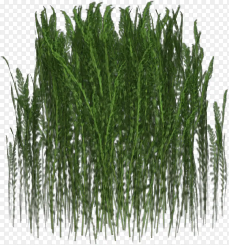 密密麻麻的草丛