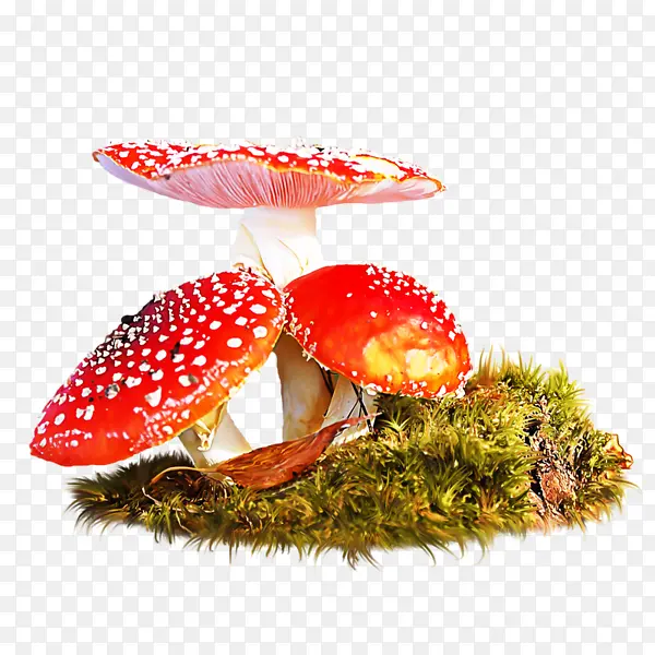 红色蘑菇图案