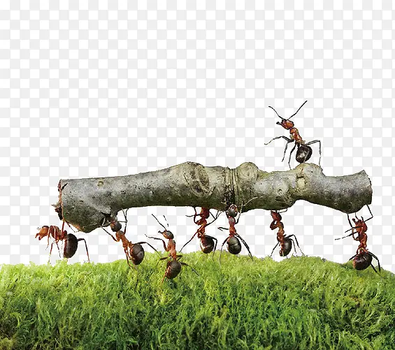 蚂蚁抬木头