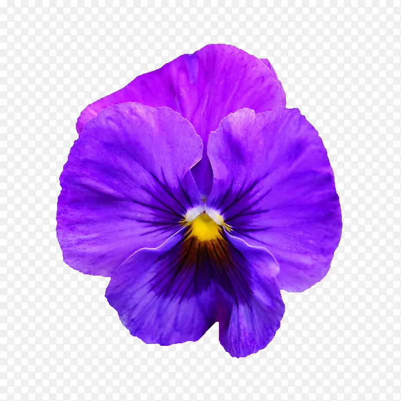 唯美花束  紫色花卉