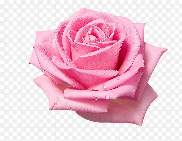 绽放的粉色玫瑰花朵素材