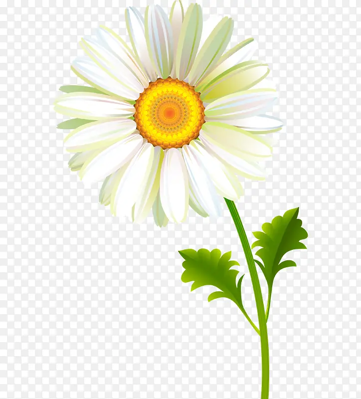 白色太阳花