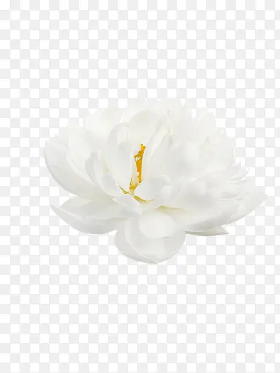 白色花瓣黄色中心花蕊