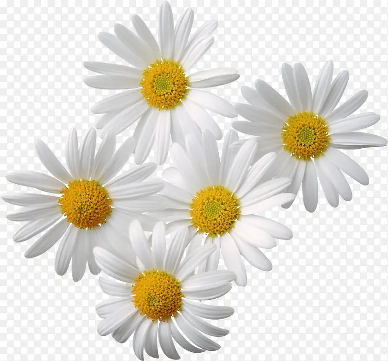 白色花瓣黄色花蕊的花