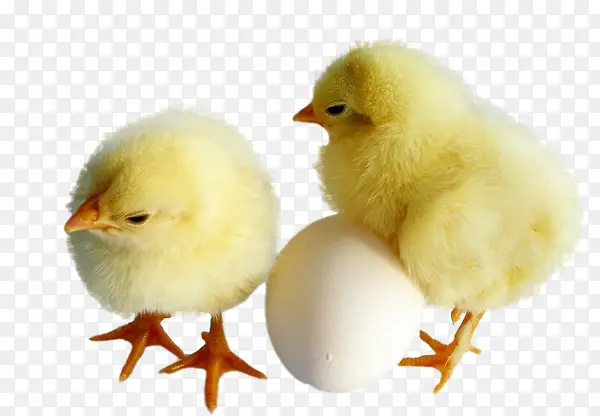 小鸡和蛋