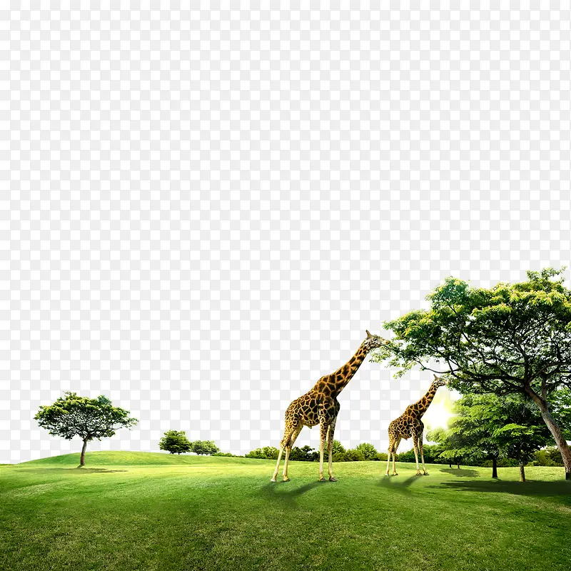长颈鹿吃草