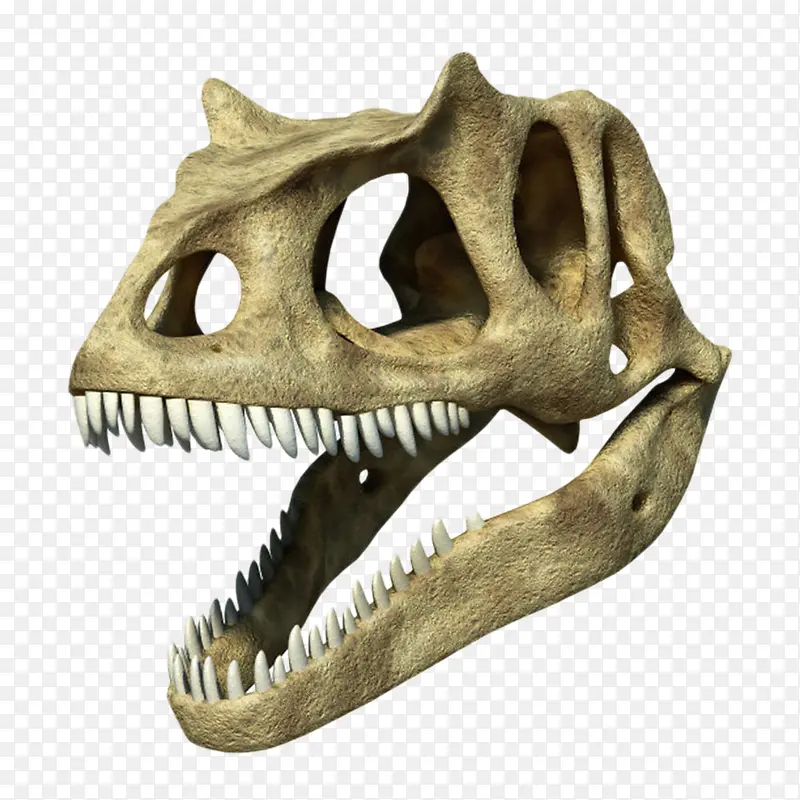 棕色清晰的恐龙头骨化石实物