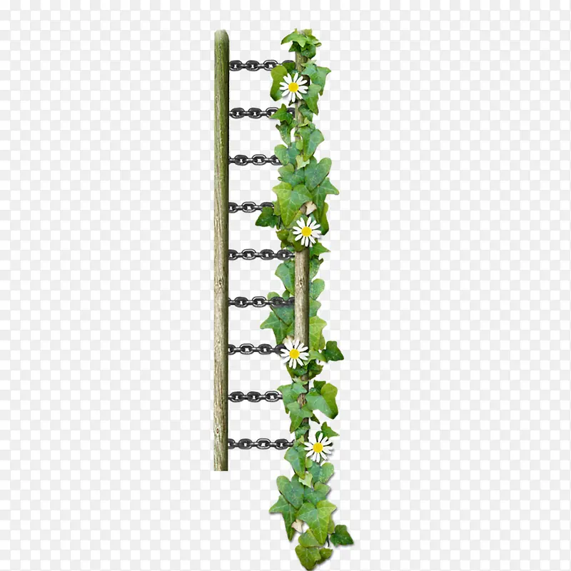 盘绕在梯子上的绿色植物