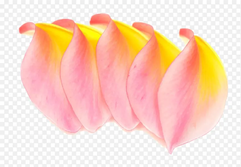 粉色鸡蛋花瓣