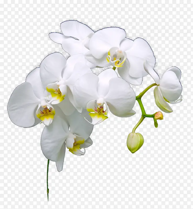白色君子兰花