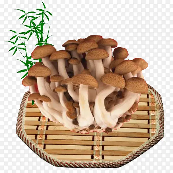 实物竹坯香菇