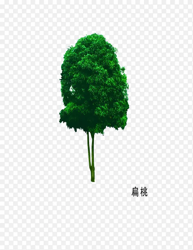 木本植物