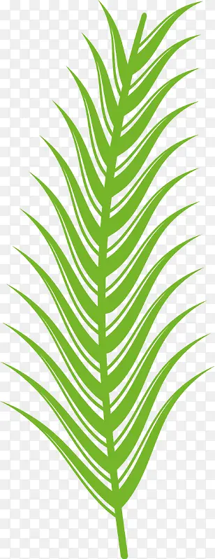 热带植物棕榈叶素材图