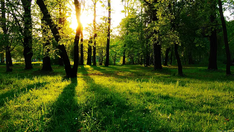 阳光照射在茂密的森林里