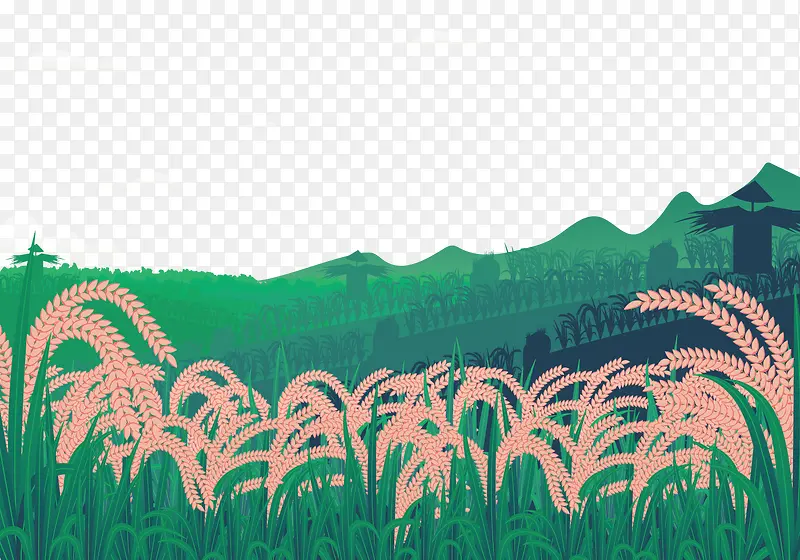 农田里的稻谷