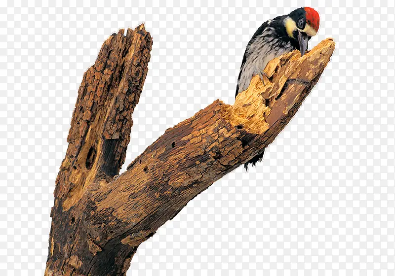 枯萎树干上的啄木鸟