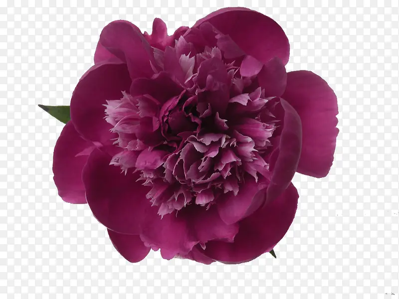 紫红牡丹